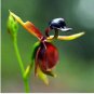 Flying Duck Orchid Plants 400 Seeds