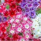 Phlox Twinkle Stars, Phlox Drummondii Japan Flower 200 Seeds