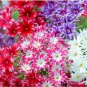 Phlox Twinkle Stars, Phlox Drummondii Japan Flower 200 Seeds