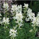 Gas Plant Mix Dictamnus Albus Mixed Colors White Red Pink Lilac Flower 20 Seeds