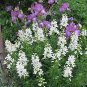 Gas Plant Mix Dictamnus Albus Mixed Colors White Red Pink Lilac Flower 20 Seeds