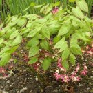 Epimedium Brevicornu Plant 20 Seeds