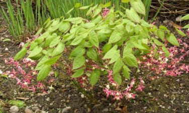 Epimedium Brevicornu Plant 20 Seeds