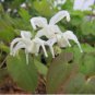Epimedium Brevicornu Plant 20 Seeds
