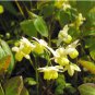 Epimedium Brevicornu Plant 20 Seeds