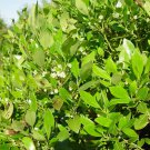 Eed Ilex Glabra 50 Seeds