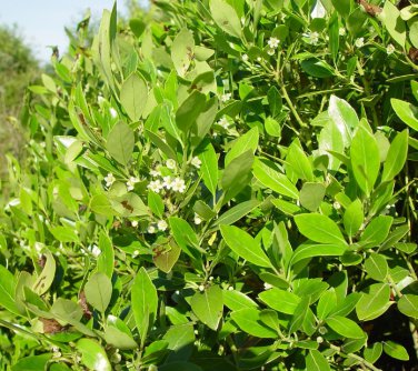 Eed Ilex Glabra 50 Seeds