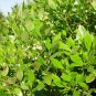 Eed Ilex Glabra 50 Seeds