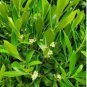 Eed Ilex Glabra 50 Seeds