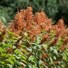 Golden Giant Amaranth 200 Seeds