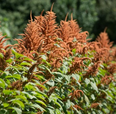 Golden Giant Amaranth 200 Seeds
