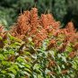 Golden Giant Amaranth 200 Seeds