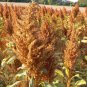 Golden Giant Amaranth 200 Seeds