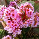 Bergenia Bulk Non-Hybrid 100 Seeds