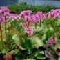 Bergenia Bulk Non-Hybrid 100 Seeds