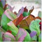 Bergenia Bulk Non-Hybrid 100 Seeds