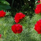 Double Flowering Fernleaf Peony Rubra Plena fower 100 Seeds
