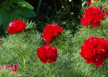 Double Flowering Fernleaf Peony Rubra Plena fower 100 Seeds