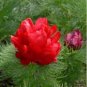 Double Flowering Fernleaf Peony Rubra Plena fower 100 Seeds