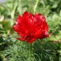 Double Flowering Fernleaf Peony Rubra Plena fower 100 Seeds