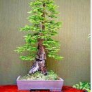 Seloia Coast Redwood Bonsai Sequoia Sempervirens Bonsai Potted Tree 200 Seeds