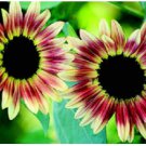 Strawberry Blonde Sunflower 200 Seeds