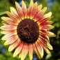 Strawberry Blonde Sunflower 200 Seeds