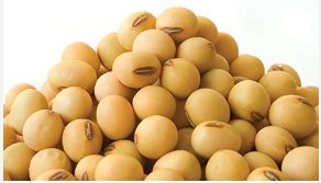 Soybean 200 Seeds