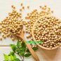 Soybean 200 Seeds