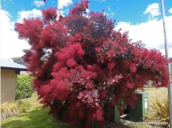 Purple Smoke Tree Shrub Smokebush Cotinus Coggygria Rhus Cotinus Sumach 60 Seeds