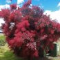 Purple Smoke Tree Shrub Smokebush Cotinus Coggygria Rhus Cotinus Sumach 60 Seeds