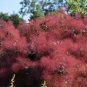 Purple Smoke Tree Shrub Smokebush Cotinus Coggygria Rhus Cotinus Sumach 60 Seeds