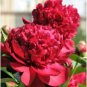Chinese Peony Flowers Rose Red Double Flowers 20 Seeds