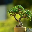 Bonsai Crassula Ovata Plant Bonsai Tree Plant 40 Seeds