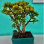 Bonsai Crassula Ovata Plant Bonsai Tree Plant 40 Seeds