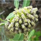 Asclepias viridiflora Green Comet Milkweed 20 Seeds