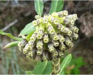 Asclepias viridiflora Green Comet Milkweed 20 Seeds