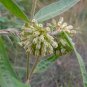 Asclepias viridiflora Green Comet Milkweed 20 Seeds