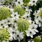 ORNITHOGALUM SAUNDERSIAE Plant 200 Seeds