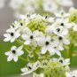ORNITHOGALUM SAUNDERSIAE Plant 200 Seeds