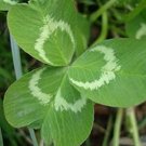 Clover Lucky Grass Fragrant Lawn Groundcover 200 Seeds