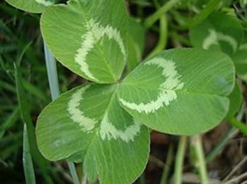 Clover Lucky Grass Fragrant Lawn Groundcover 200 Seeds