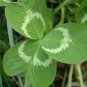 Clover Lucky Grass Fragrant Lawn Groundcover 200 Seeds