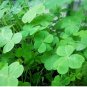 Clover Lucky Grass Fragrant Lawn Groundcover 200 Seeds
