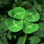 Clover Lucky Grass Fragrant Lawn Groundcover 200 Seeds
