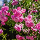 Pink European Rose Climbing Flower 200 Seeds