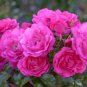 Pink European Rose Climbing Flower 200 Seeds