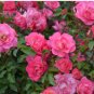Pink European Rose Climbing Flower 200 Seeds