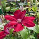 Dark Red Clematis Climbing Bonsai Flower 200 Seeds