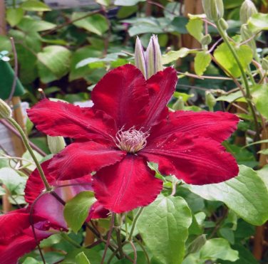 Dark Red Clematis Climbing Bonsai Flower 200 Seeds